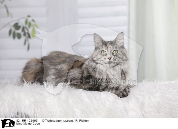 liegende Maine Coon / lying Maine Coon / RR-102465