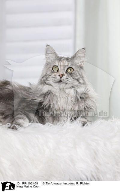 liegende Maine Coon / lying Maine Coon / RR-102469
