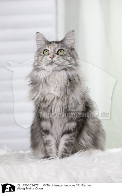 sitzende Maine Coon / sitting Maine Coon / RR-102472