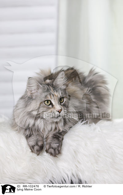 liegende Maine Coon / lying Maine Coon / RR-102476