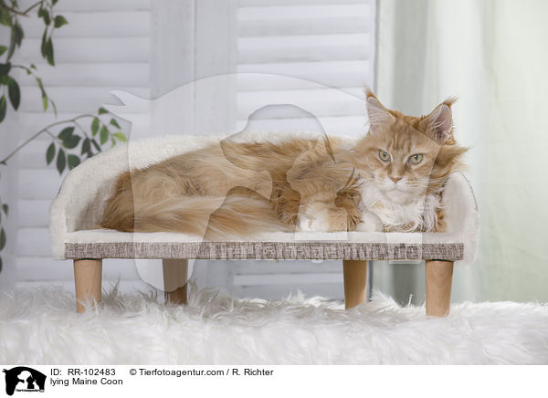 liegende Maine Coon / lying Maine Coon / RR-102483