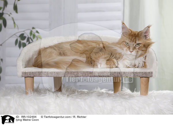 liegende Maine Coon / lying Maine Coon / RR-102484