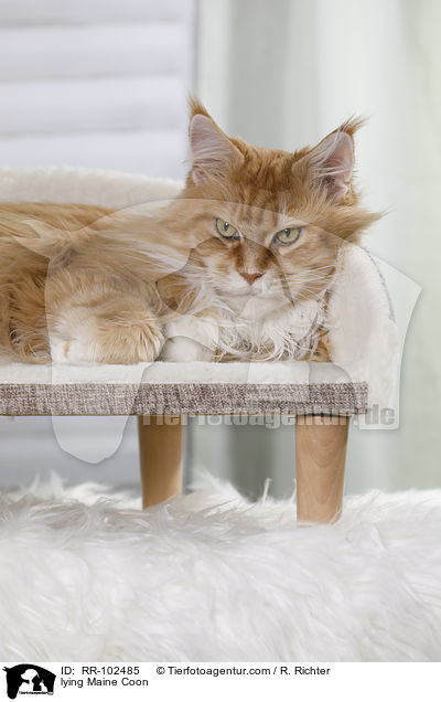 liegende Maine Coon / lying Maine Coon / RR-102485