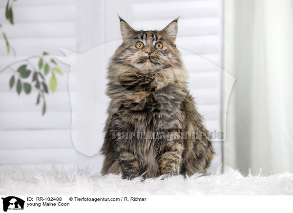 junge Maine Coon / young Maine Coon / RR-102488