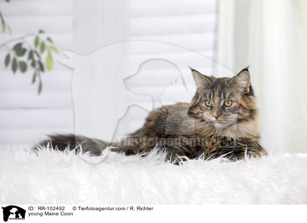 junge Maine Coon / young Maine Coon / RR-102492