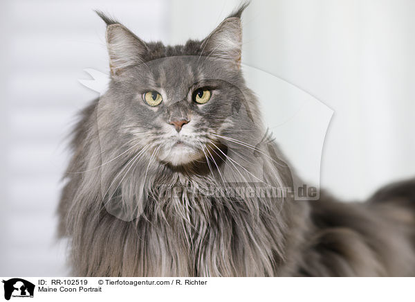 Maine Coon Portrait / Maine Coon Portrait / RR-102519