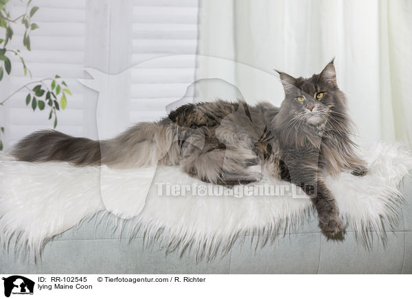 liegende Maine Coon / lying Maine Coon / RR-102545