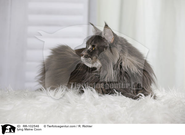 liegende Maine Coon / lying Maine Coon / RR-102546
