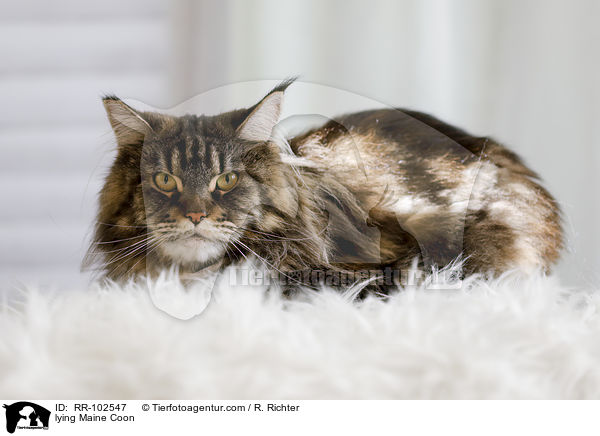 liegende Maine Coon / lying Maine Coon / RR-102547
