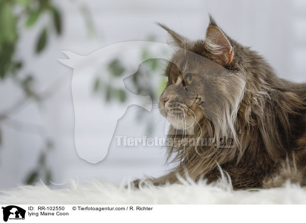 liegende Maine Coon / lying Maine Coon / RR-102550