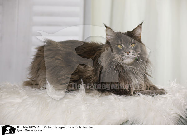liegende Maine Coon / lying Maine Coon / RR-102551