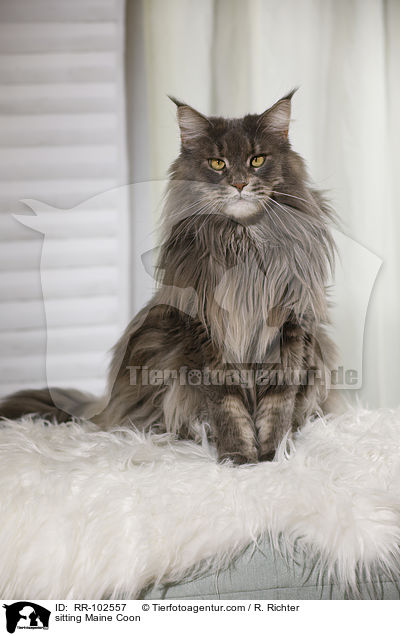 sitzende Maine Coon / sitting Maine Coon / RR-102557