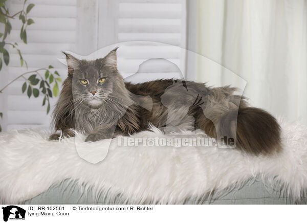 liegende Maine Coon / lying Maine Coon / RR-102561