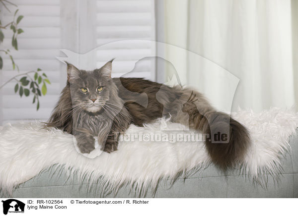liegende Maine Coon / lying Maine Coon / RR-102564