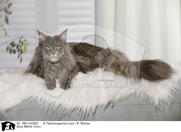 liegende Maine Coon / lying Maine Coon / RR-102565
