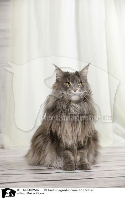 sitzende Maine Coon / sitting Maine Coon / RR-102567
