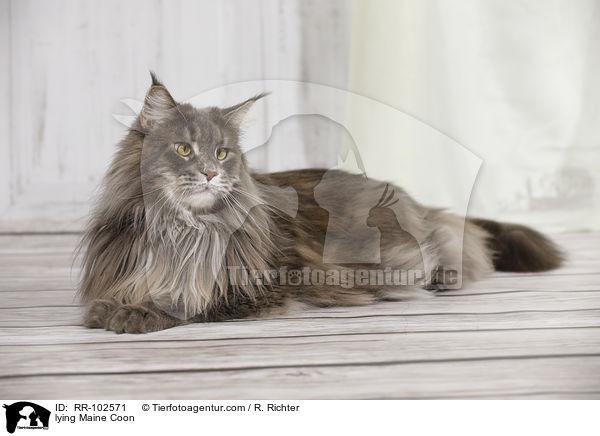 liegende Maine Coon / lying Maine Coon / RR-102571