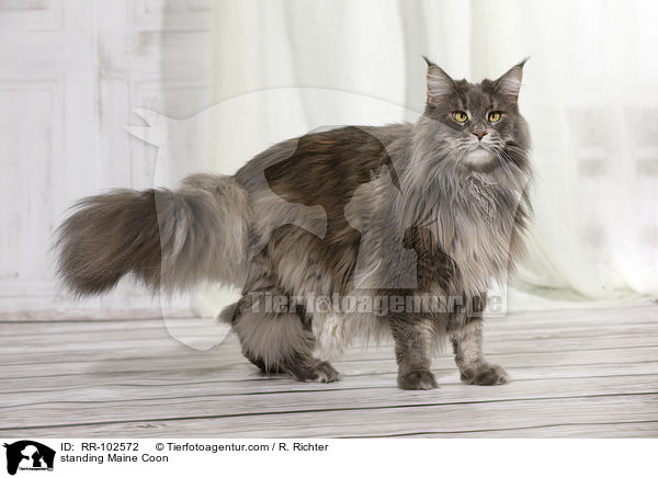 stehende Maine Coon / standing Maine Coon / RR-102572