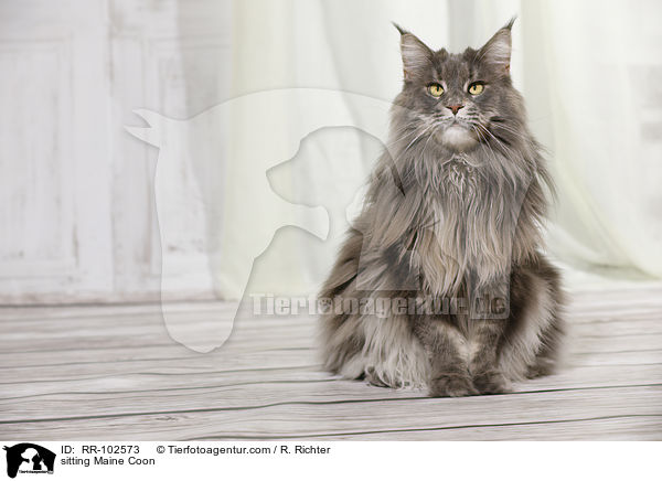 sitzende Maine Coon / sitting Maine Coon / RR-102573