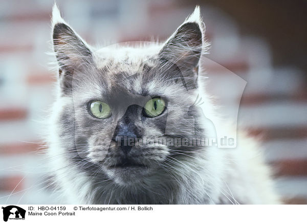 Maine Coon Portrait / Maine Coon Portrait / HBO-04159