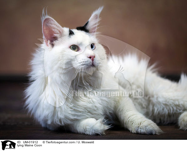 liegende Maine Coon / lying Maine Coon / UM-01912