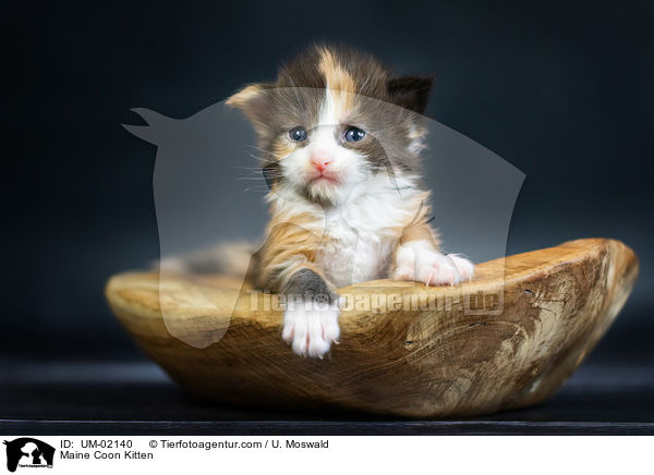 Maine Coon Kitten / UM-02140