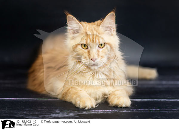 liegende Maine Coon / lying Maine Coon / UM-02146