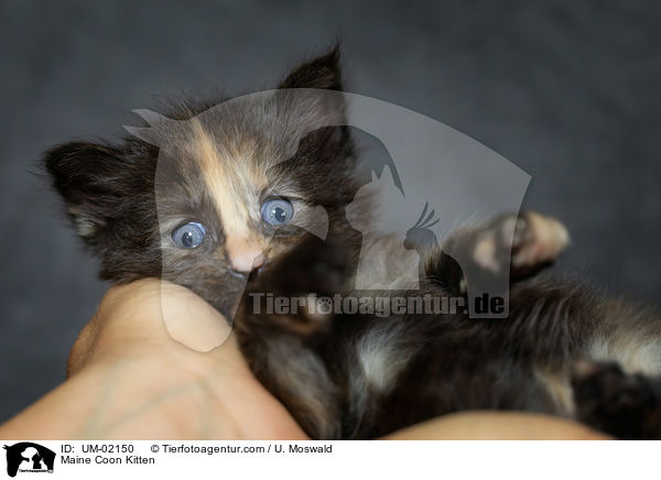 Maine Coon Kitten / UM-02150