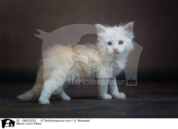 Maine Coon K�tzchen / Maine Coon Kitten / UM-02222
