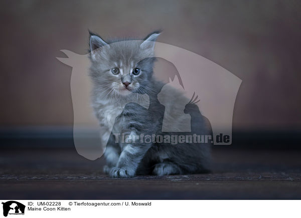Maine Coon Ktzchen / Maine Coon Kitten / UM-02228