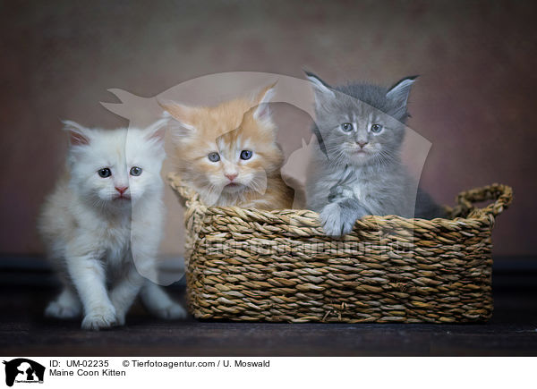 Maine Coon Ktzchen / Maine Coon Kitten / UM-02235