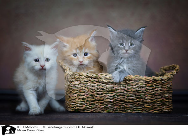 Maine Coon Kitten / UM-02235