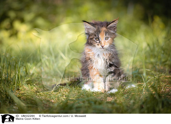 Maine Coon Kitten / UM-02284