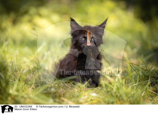 Maine Coon Kitten / UM-02288