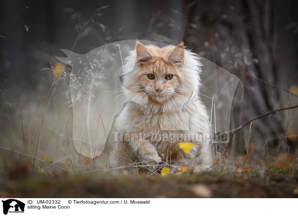 sitzende Maine Coon / sitting Maine Coon / UM-02332