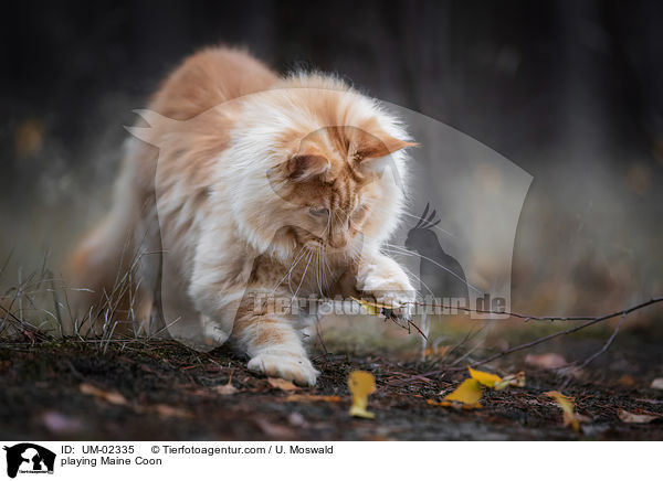 spielende Maine Coon / playing Maine Coon / UM-02335