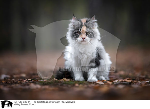 sitzende Maine Coon / sitting Maine Coon / UM-02344