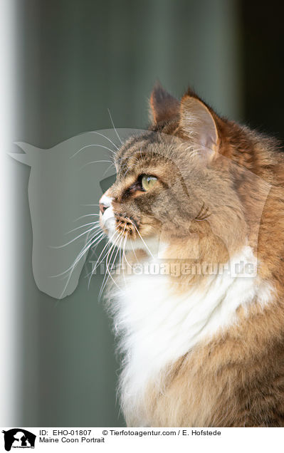 Maine Coon Portrait / Maine Coon Portrait / EHO-01807