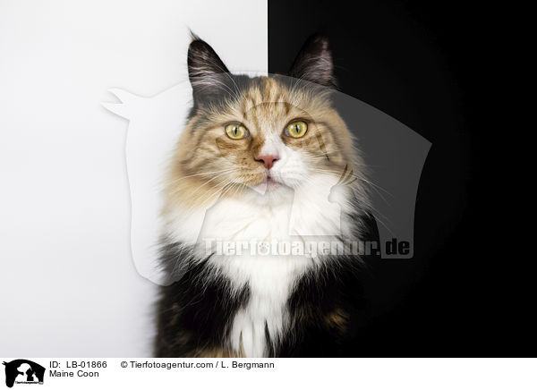 Maine Coon / Maine Coon / LB-01866