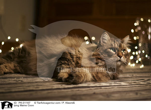 liegende Maine Coon / lying Maine Coon / PK-01167