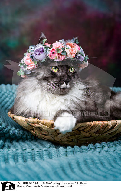 Maine Coon mit Blumenkranz auf dem Kopf / Maine Coon with flower wreath on head / JRE-01014