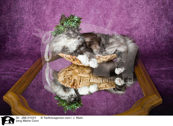 liegende Maine Coon / lying Maine Coon / JRE-01031