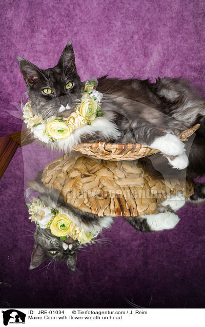 Maine Coon with flower wreath on head / JRE-01034
