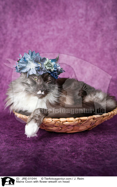 Maine Coon with flower wreath on head / JRE-01044