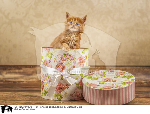 Maine Coon kitten / TDG-01076