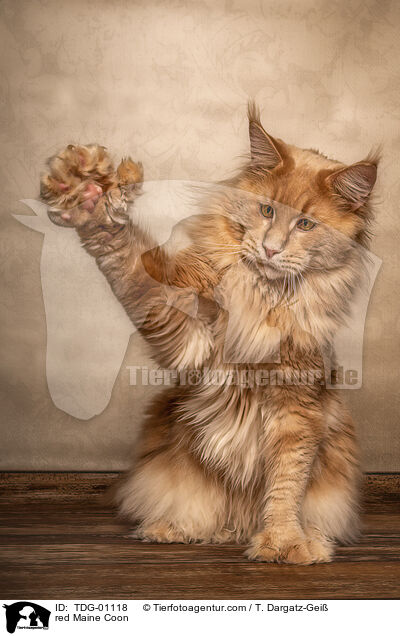 red Maine Coon / TDG-01118