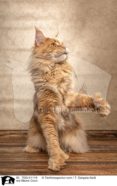 rote Maine Coon / red Maine Coon / TDG-01119