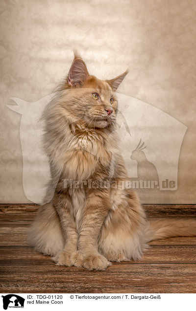 rote Maine Coon / red Maine Coon / TDG-01120
