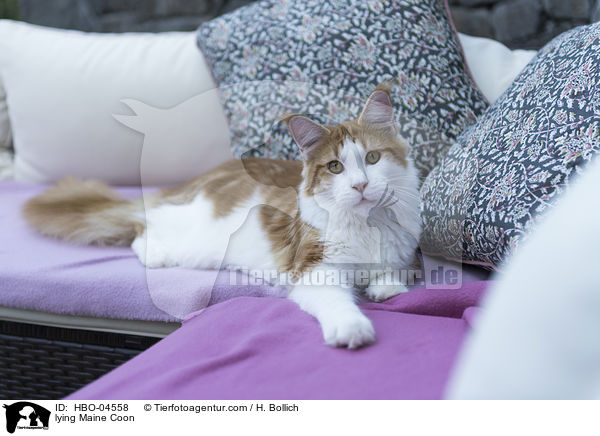 liegende Maine Coon / lying Maine Coon / HBO-04558