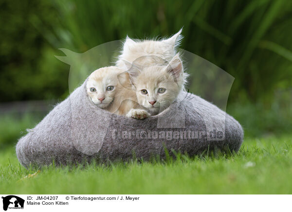 Maine Coon Ktzchen / Maine Coon Kitten / JM-04207